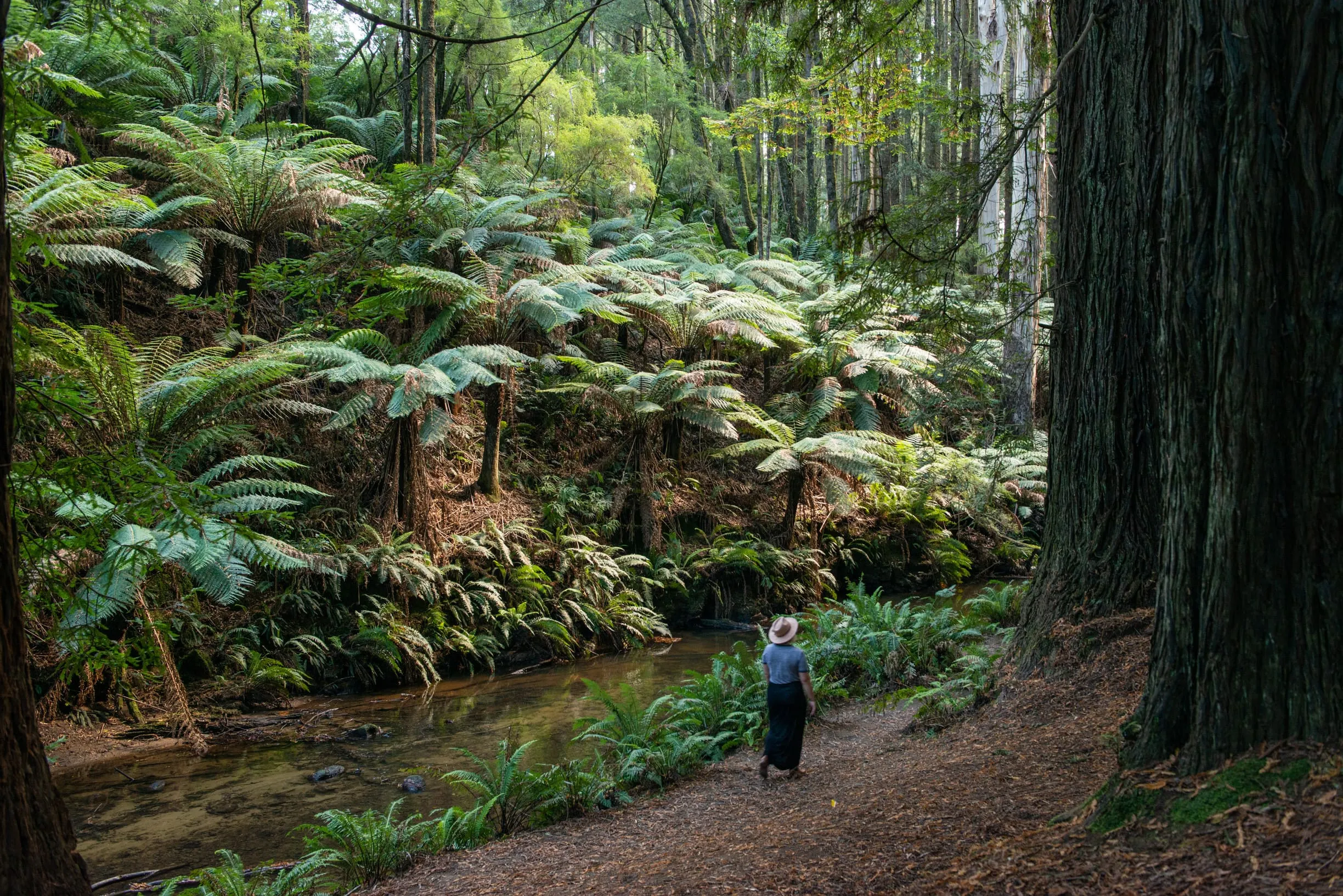 Giant Redwood Forest