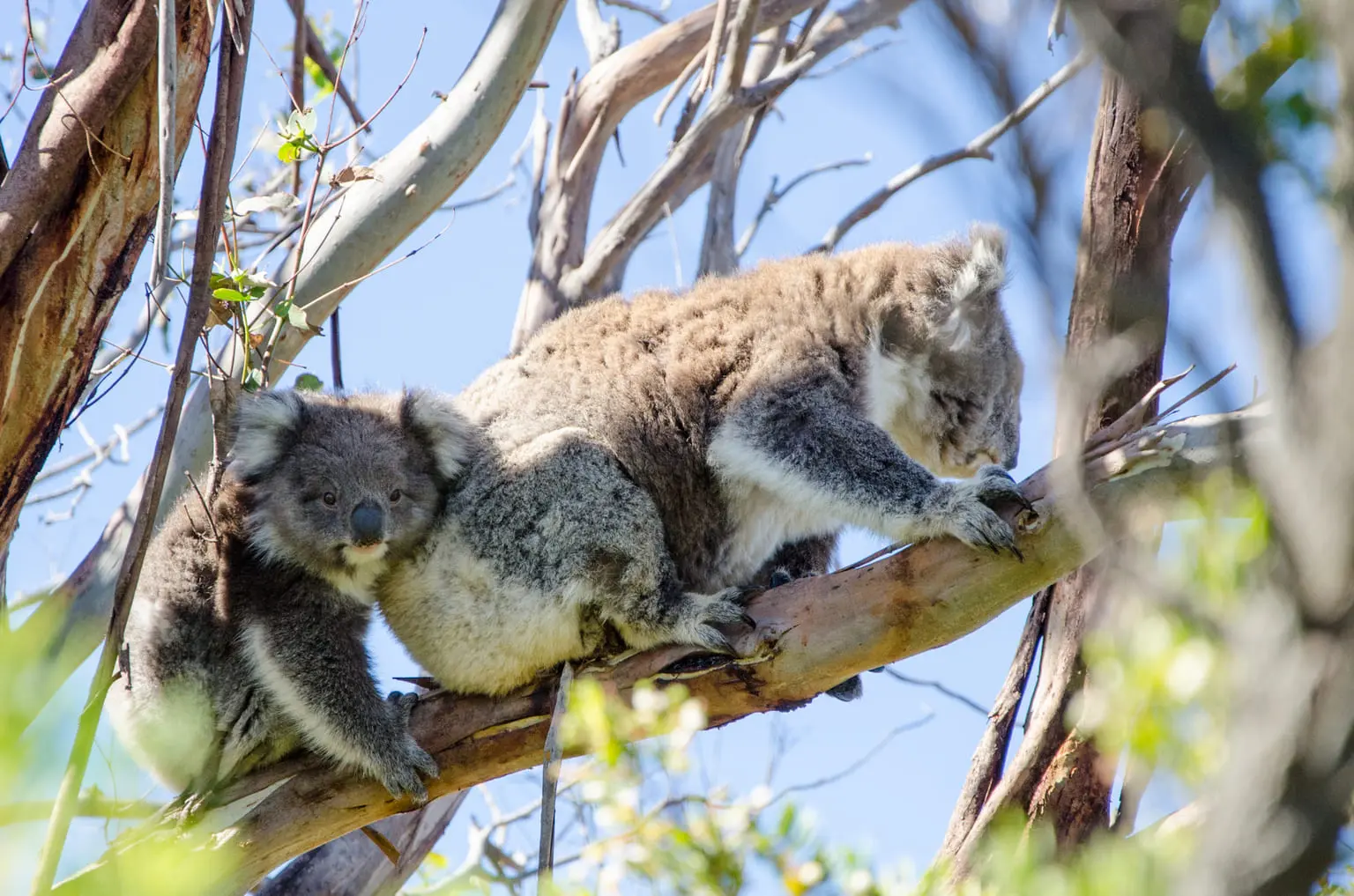 3 day great ocean road tour