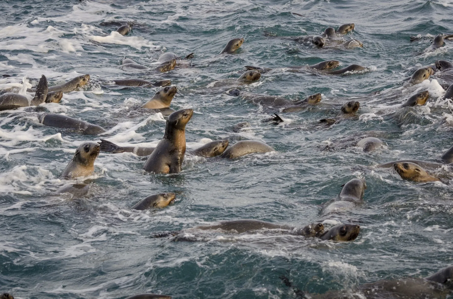 Australian fur seals