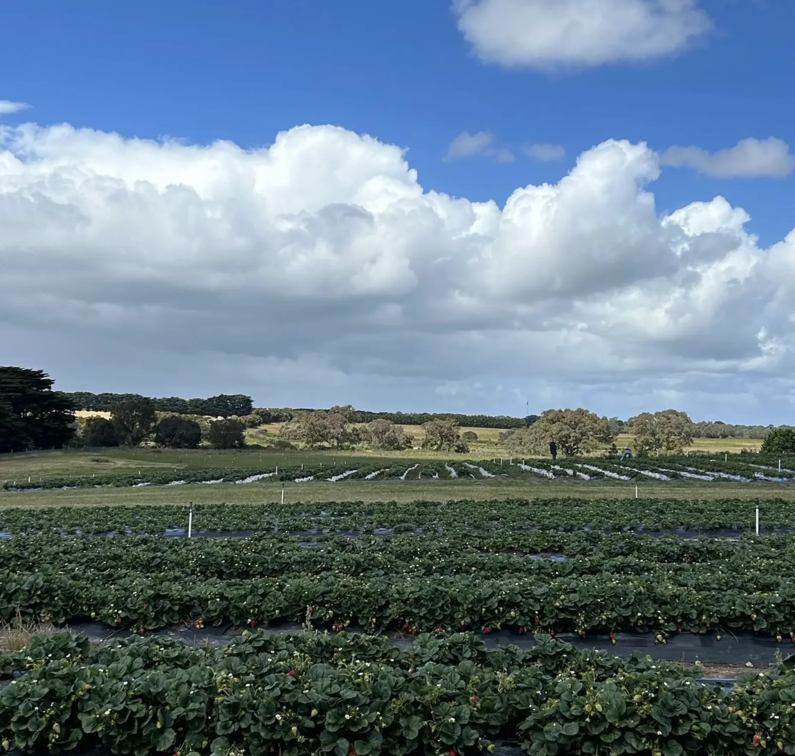 Berry Farm and Pick Your Own Berries the Great Ocean Road