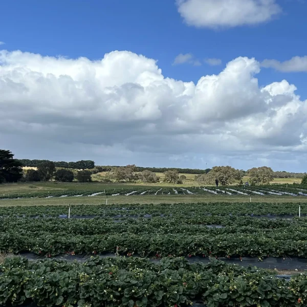 Berry Farm and Pick Your Own Berries the Great Ocean Road