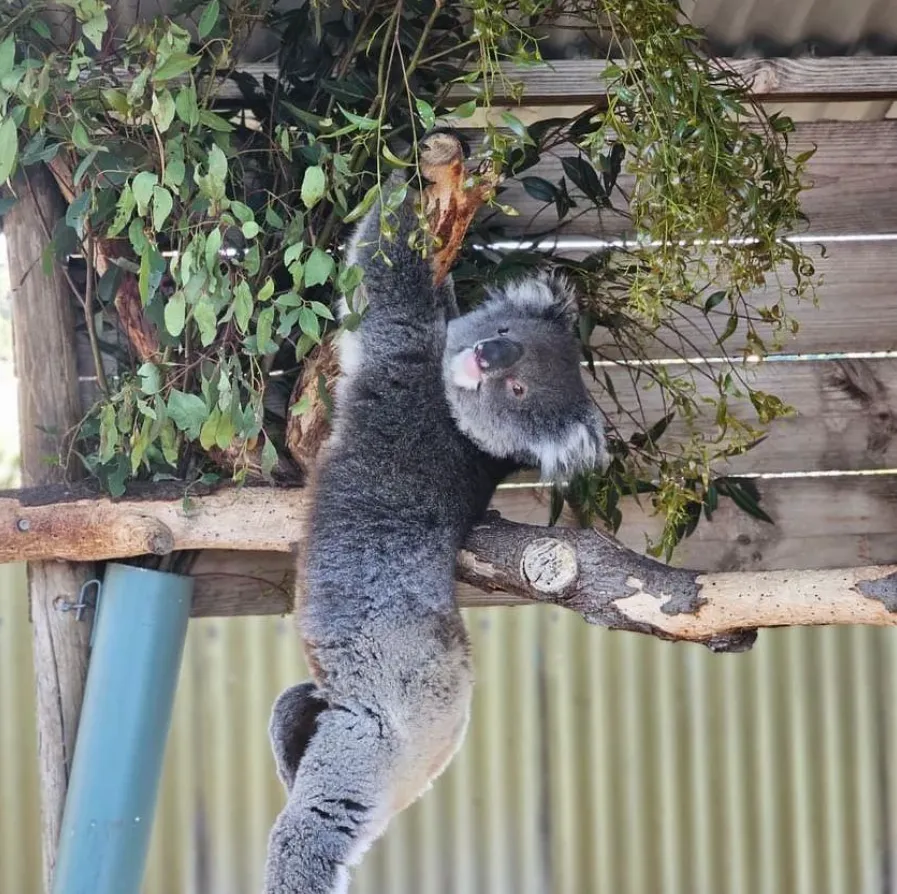 Cuddle a koala
