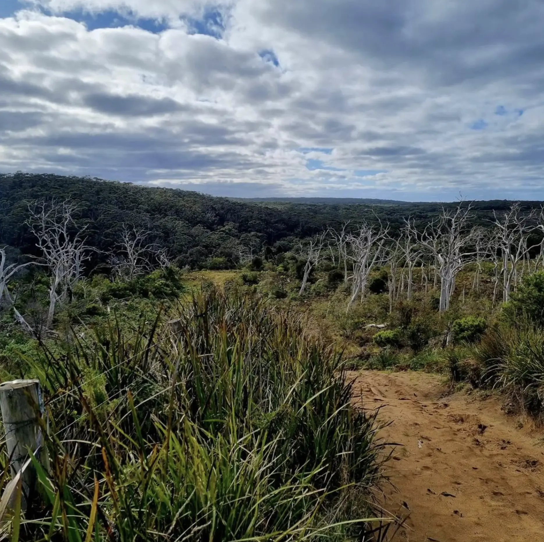 Eucalypt Woodlands