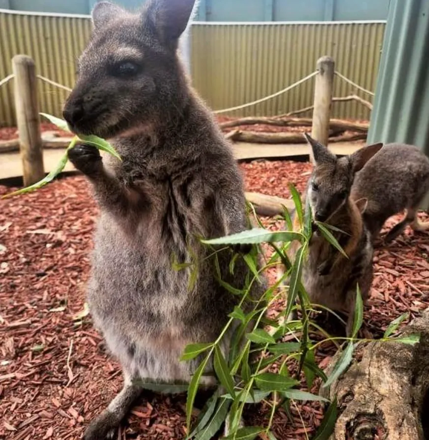 Feed kangaroos