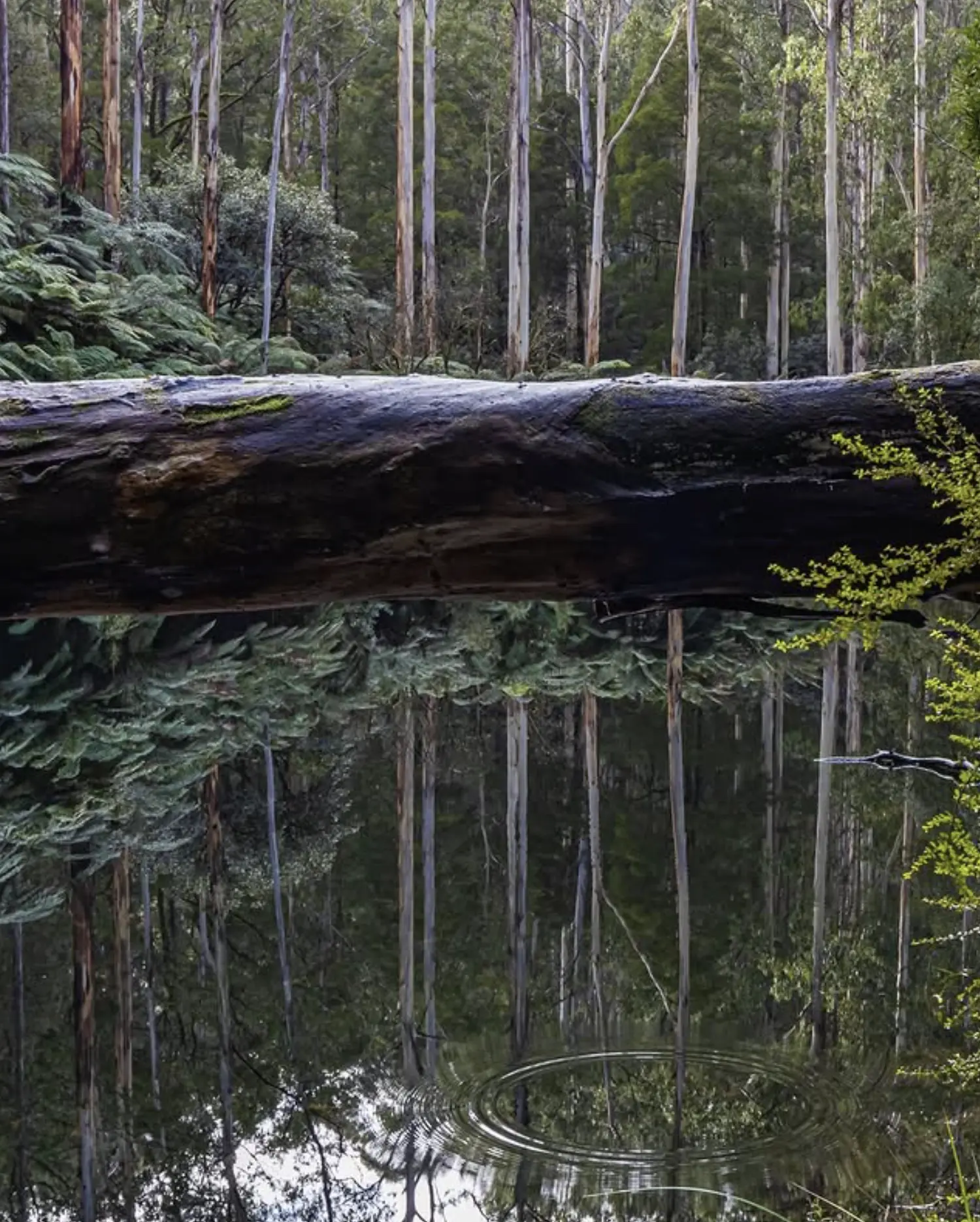 Finding the Platypus