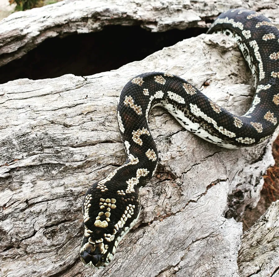 Hold a snake