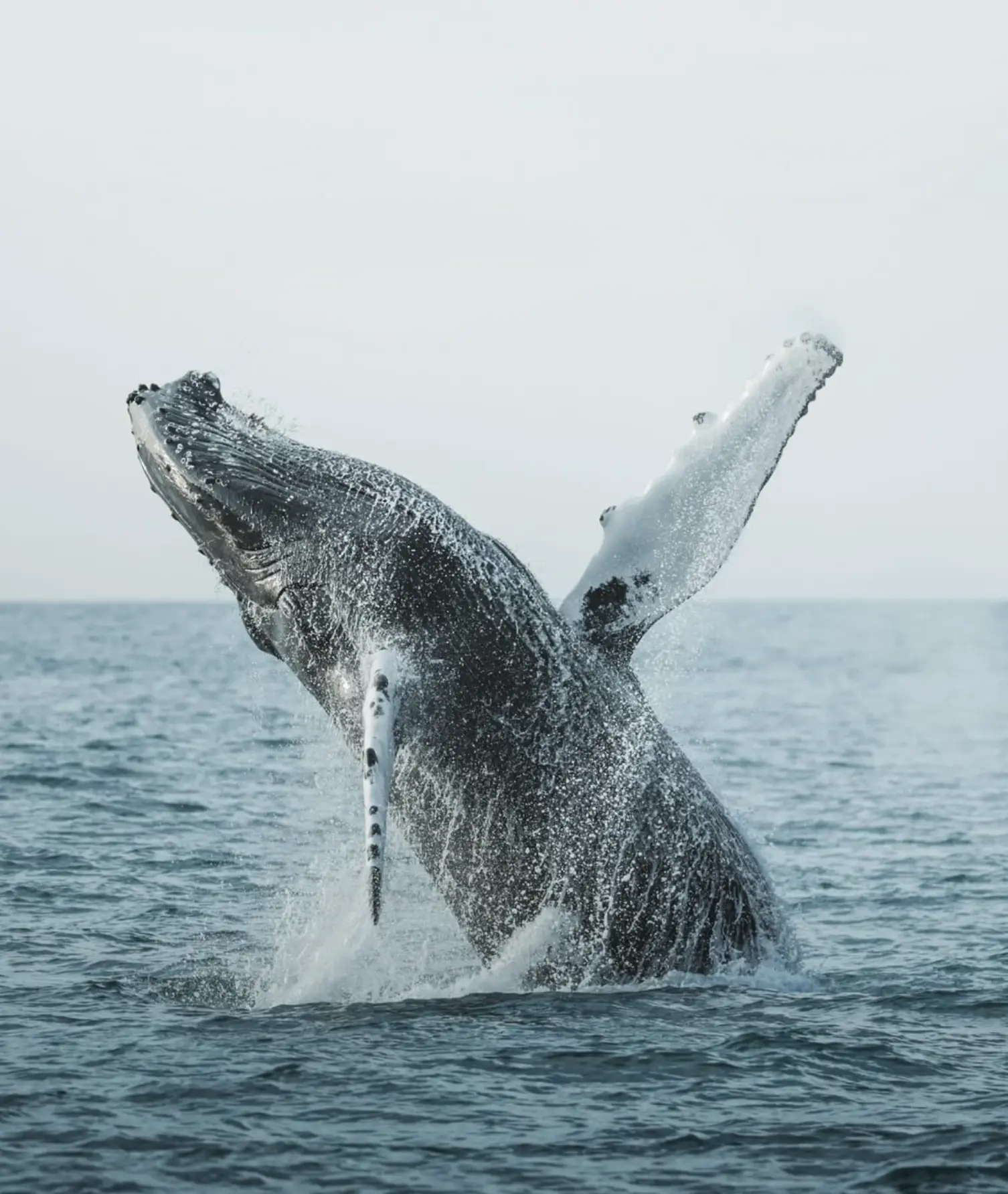 Local Events and Festivals