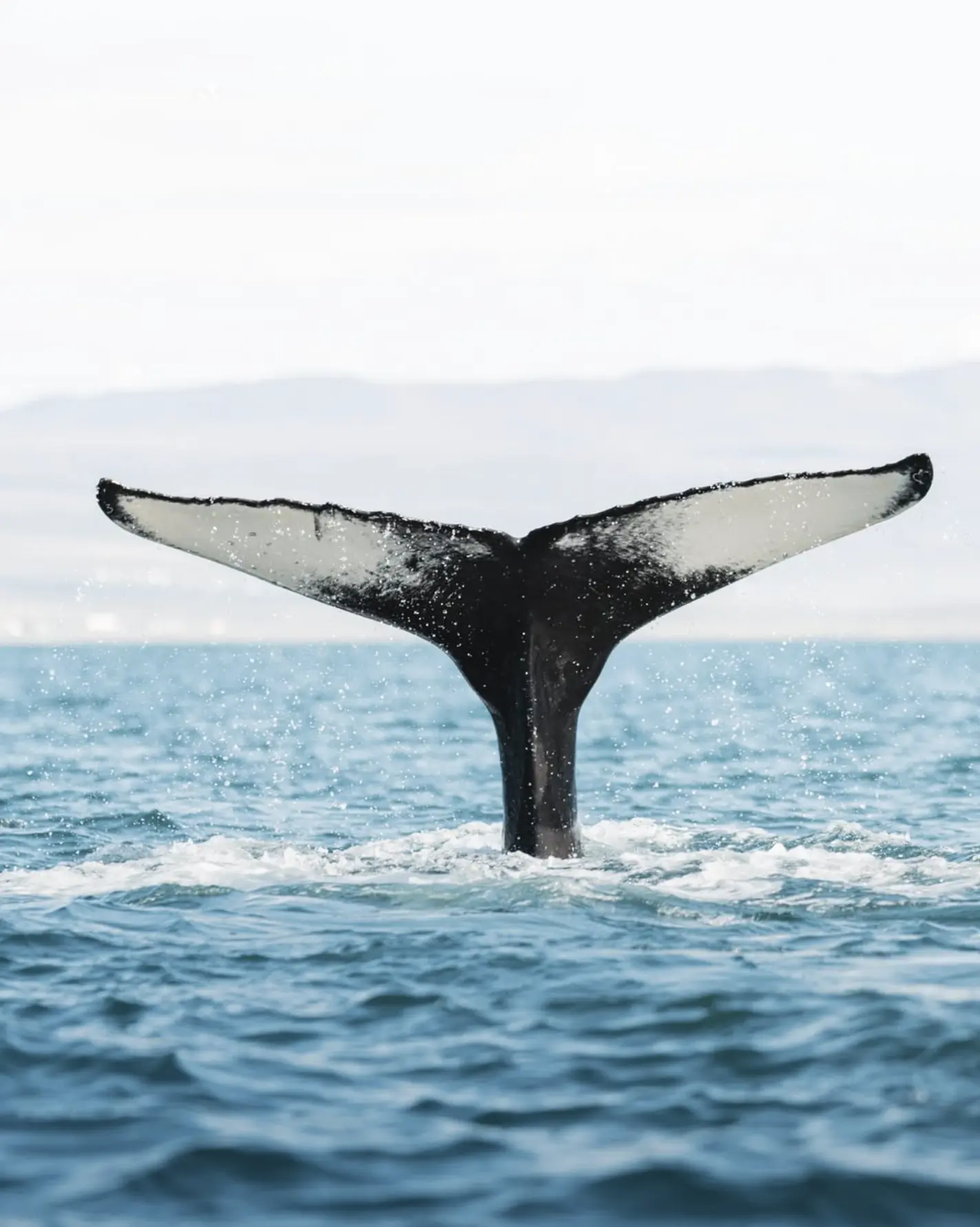 Lorne Surf Town Meets Whale Watchpoint