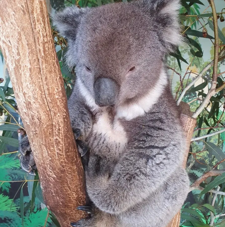 Maru Koala and Animal Park