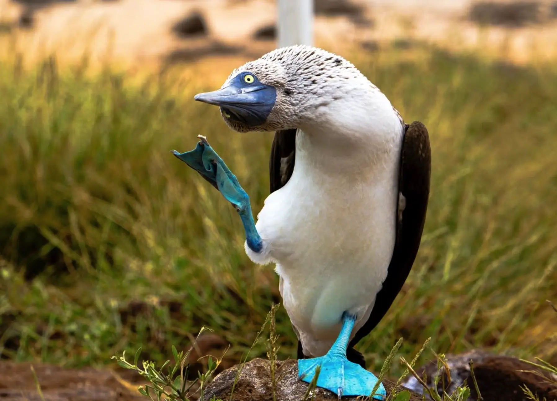 Natural Features Cliffs Caves and Kelp Forests