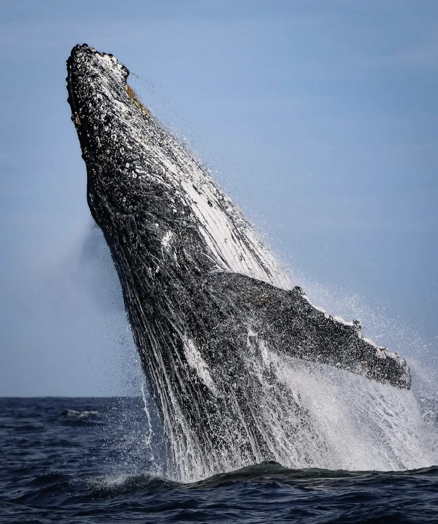 Personal Yarn The Day the Whale Turned Up Late