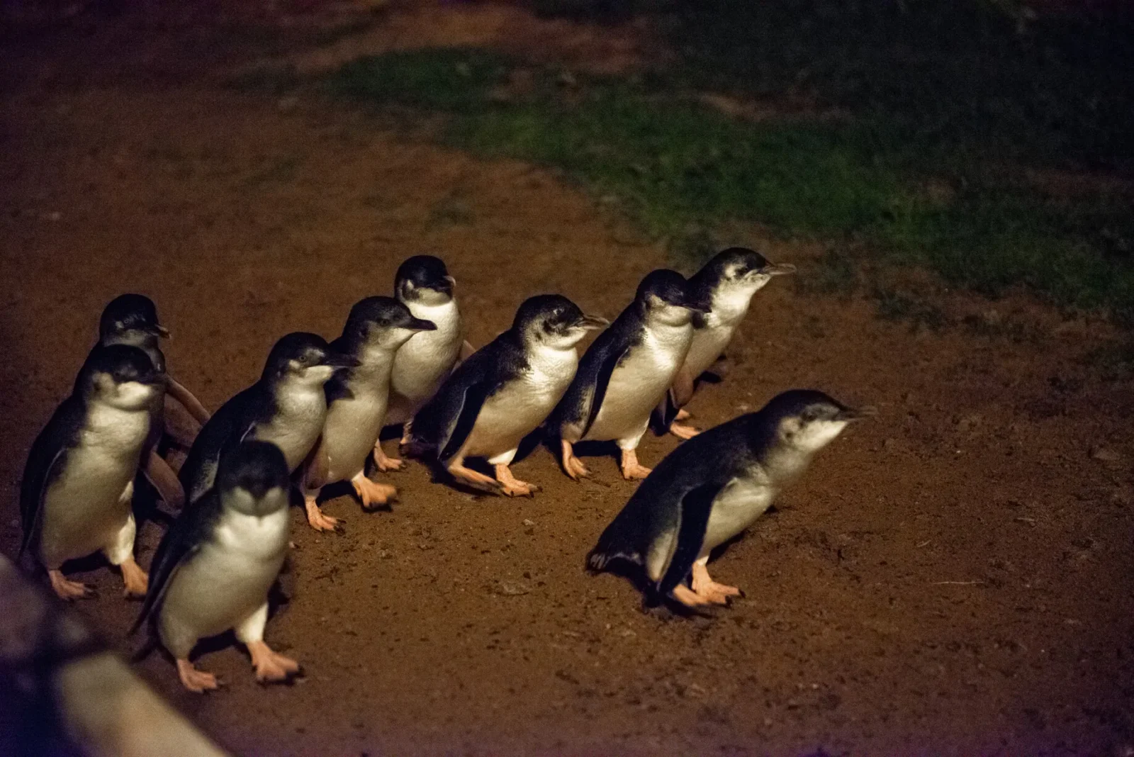 Phillip Island Penguin Parade