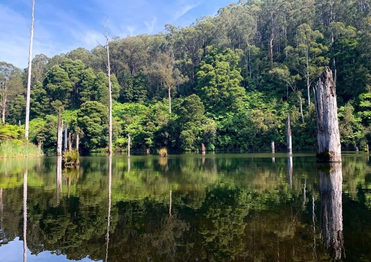 Platypuses in Lake Elizabeth