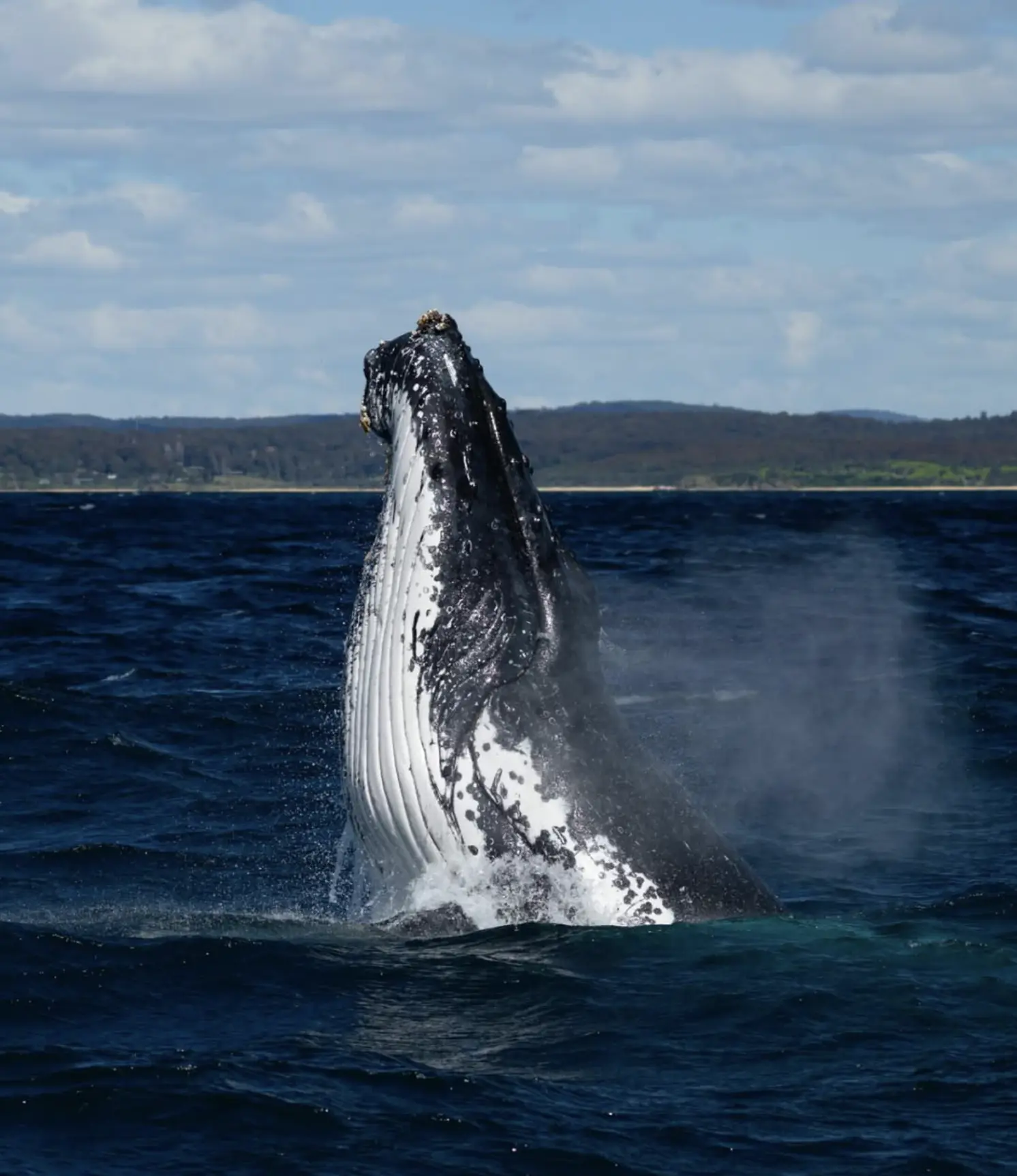 Port Fairy Small Town, Big Whales