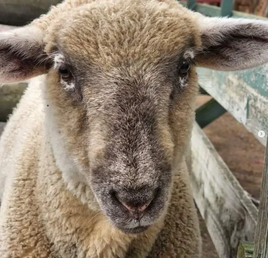 Sheep shearing