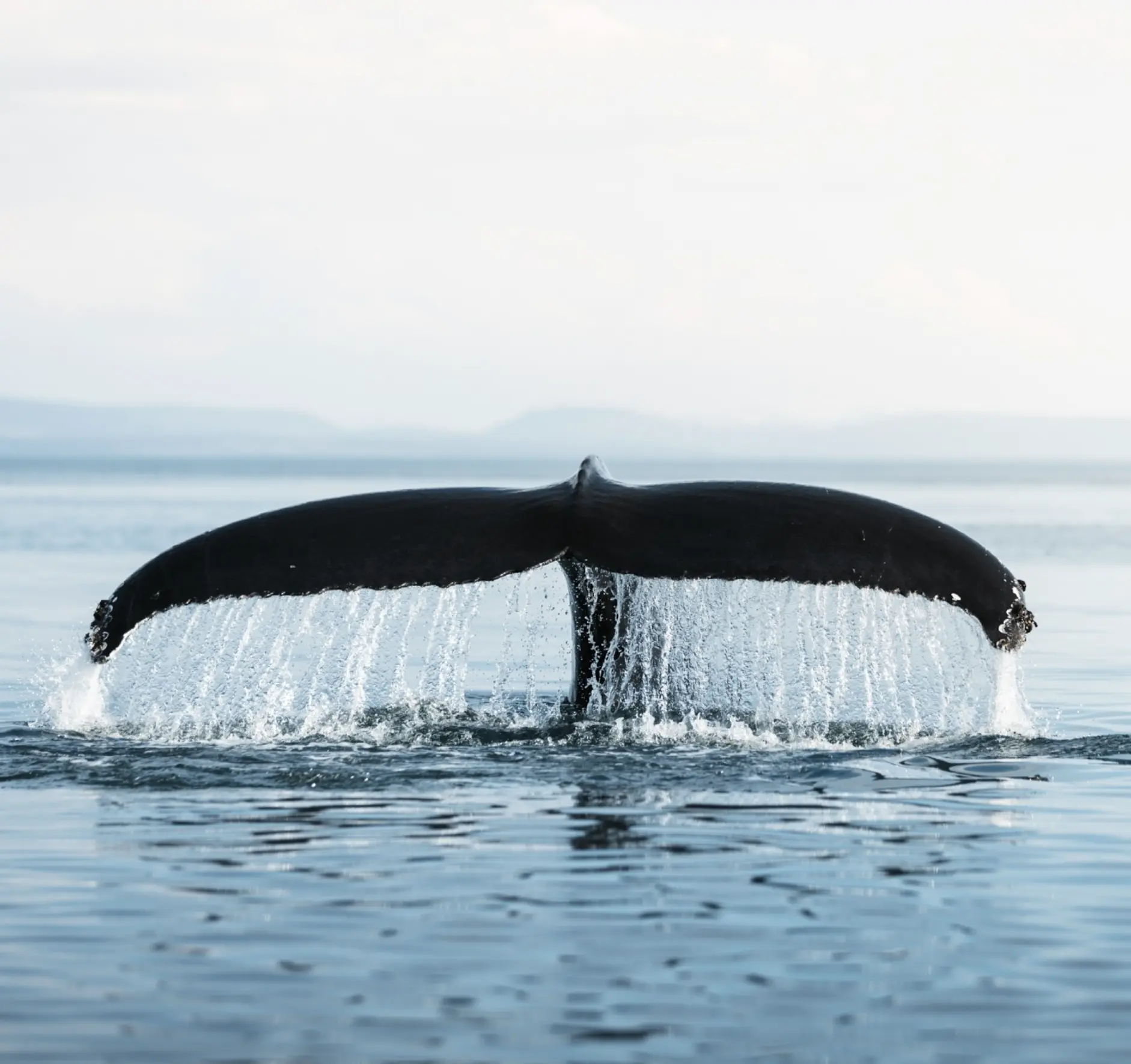 The Great Coastal Road Trip Spectacle