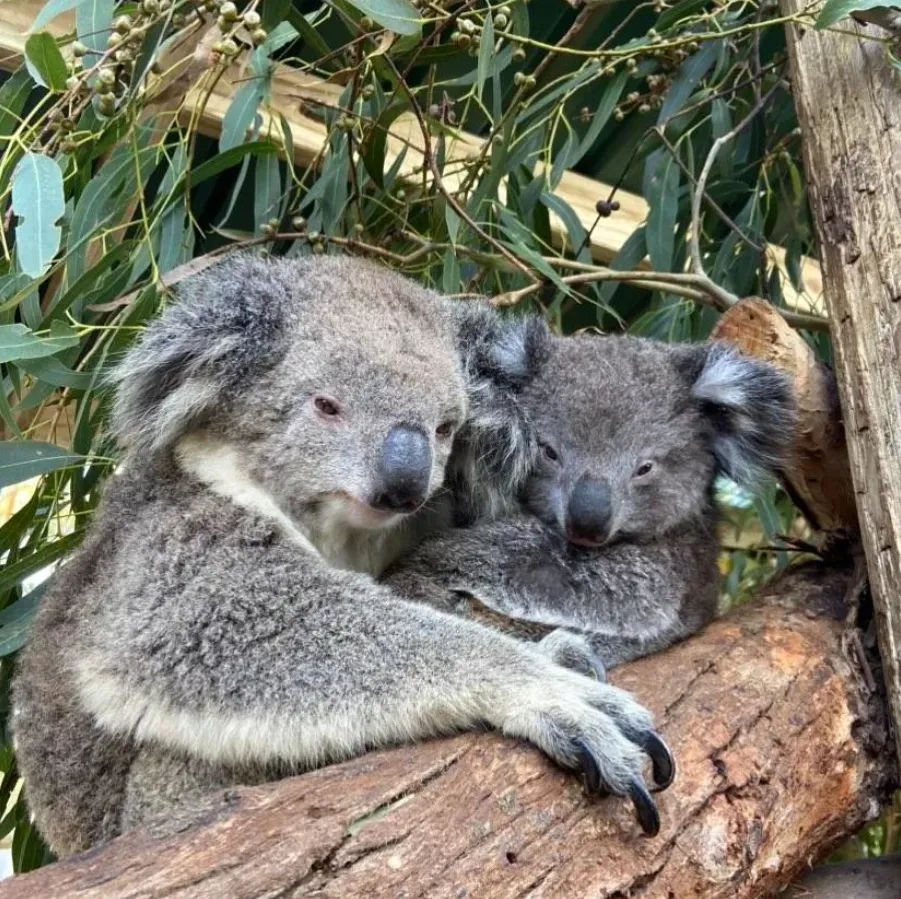 Visit Maru Koala and Animal Park