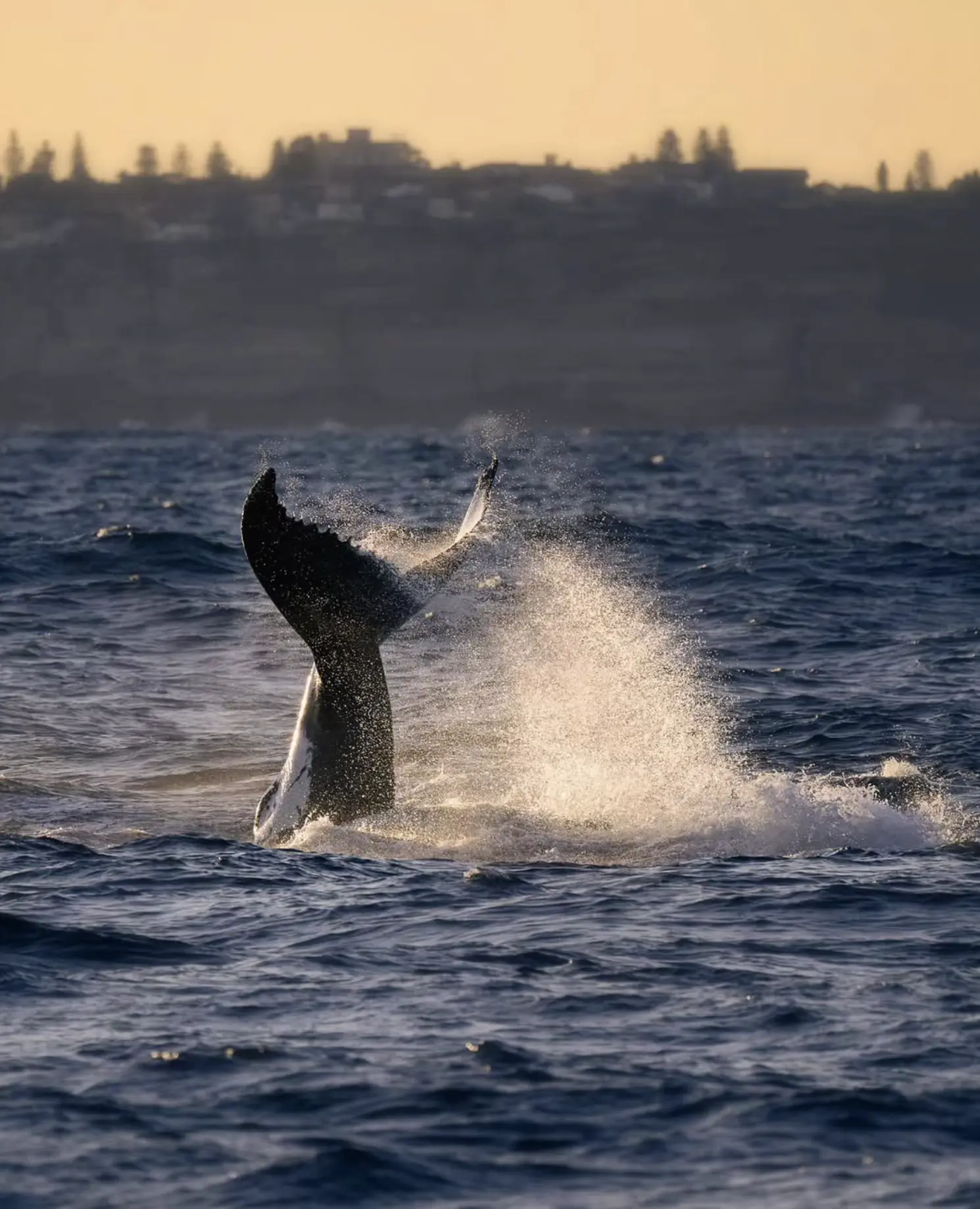 Warrnambool The Whale Nursery