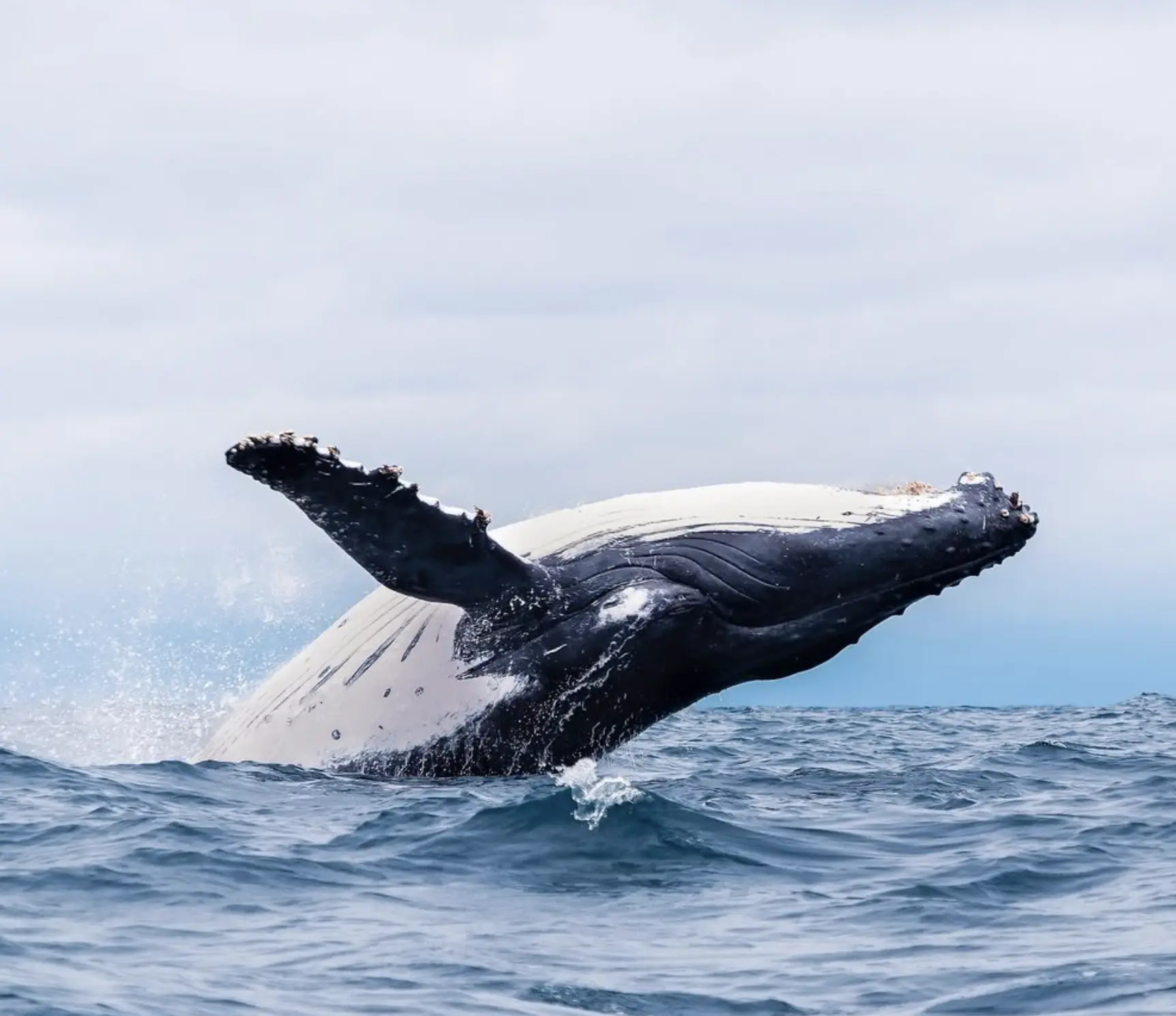 What Whales Can I See?