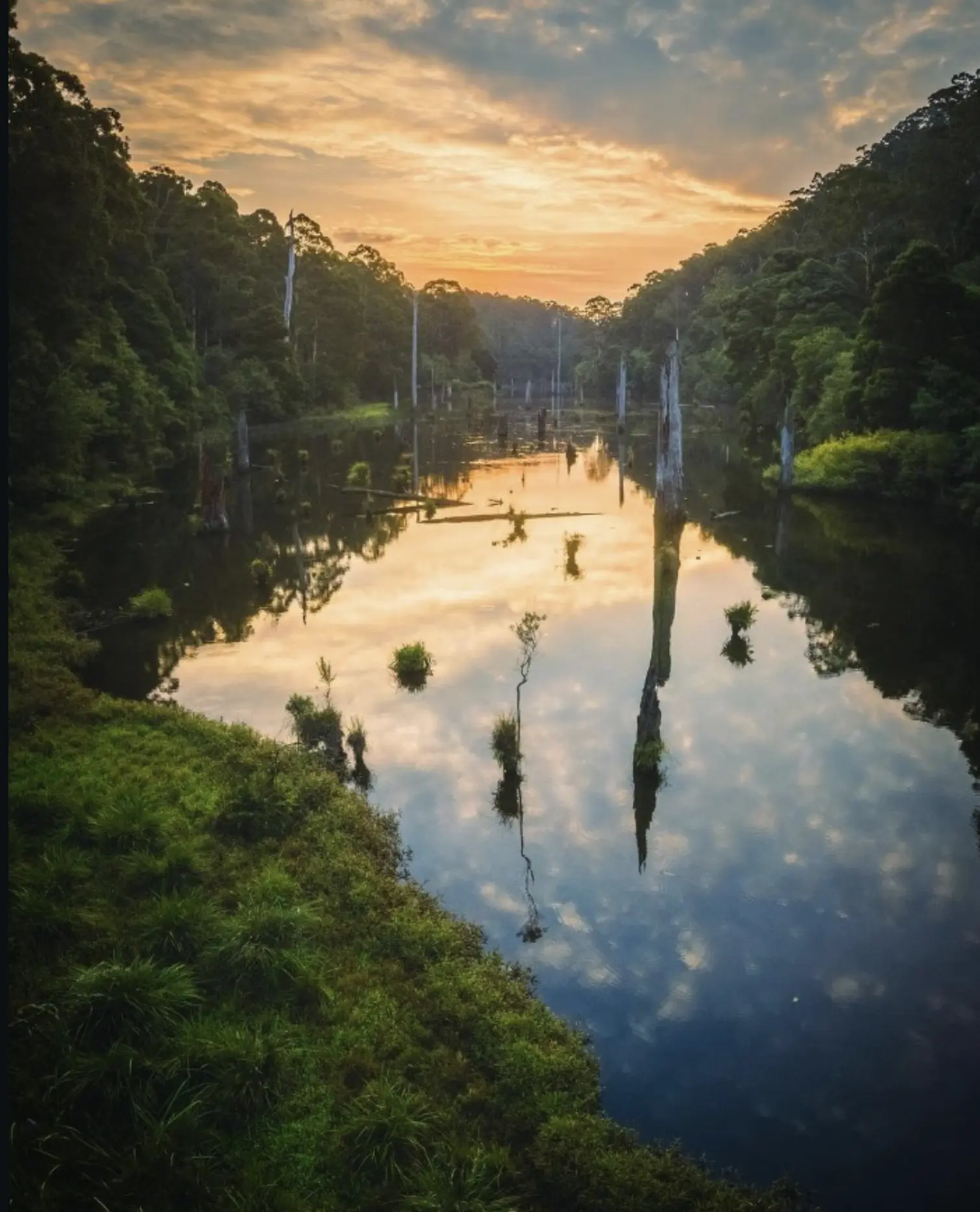 Where to Camp Near the Forest Trails