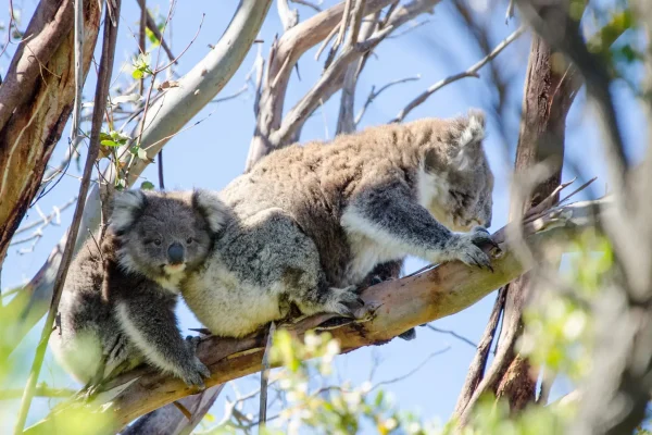 3 day great ocean road tour