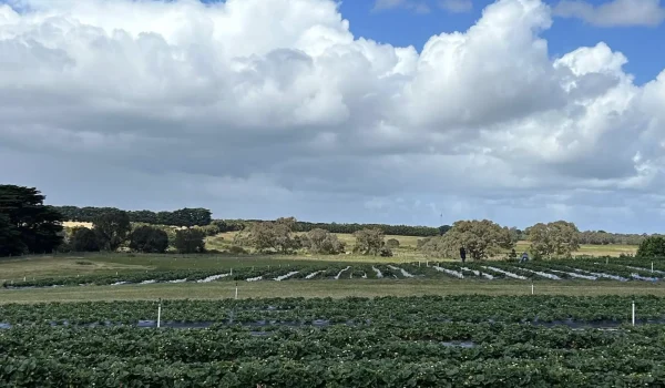 Berry Farm and Pick Your Own Berries the Great Ocean Road