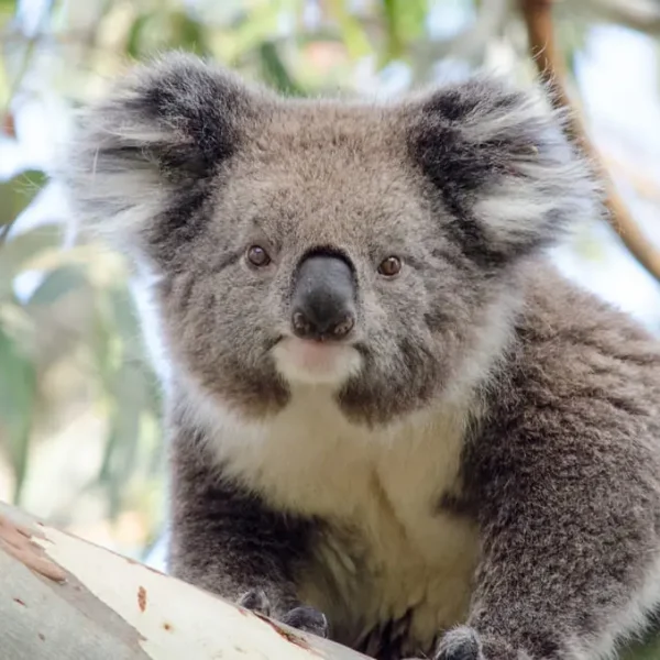 day trip great ocean road