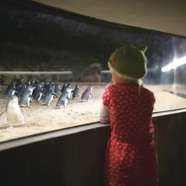 day trip to phillip island