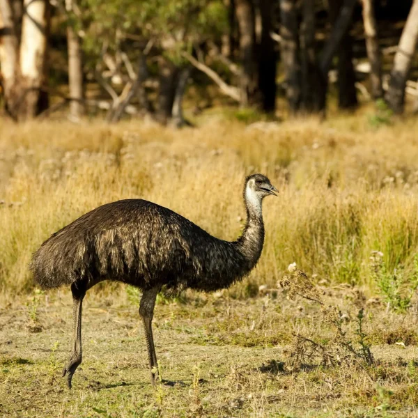 grampians tour from melbourne
