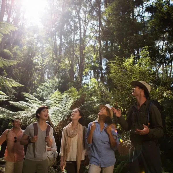 great ocean road bus tour