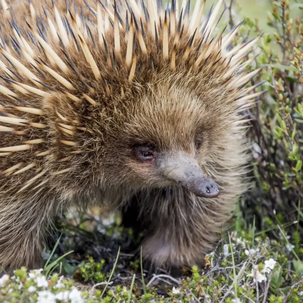 great ocean road one day tour