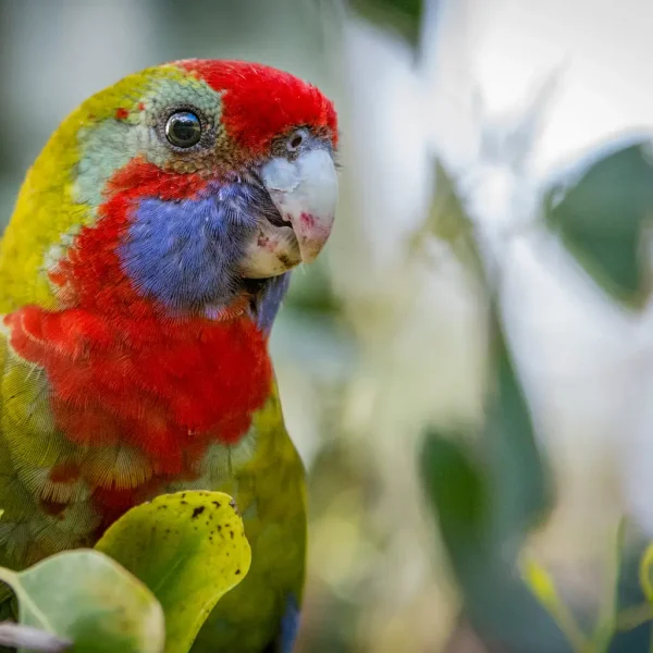 great ocean road tour 3 days
