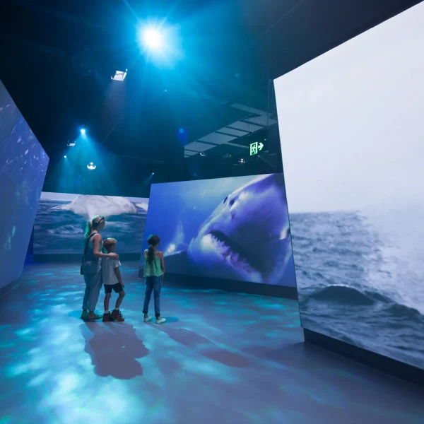 melbourne penguin island