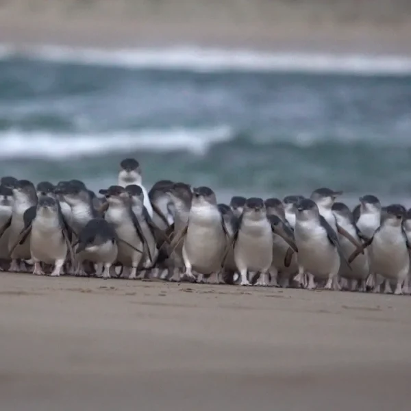 melbourne phillip island tour
