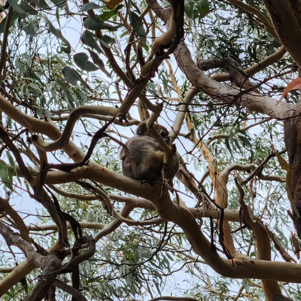 melbourne to adelaide via great ocean road in 2 days