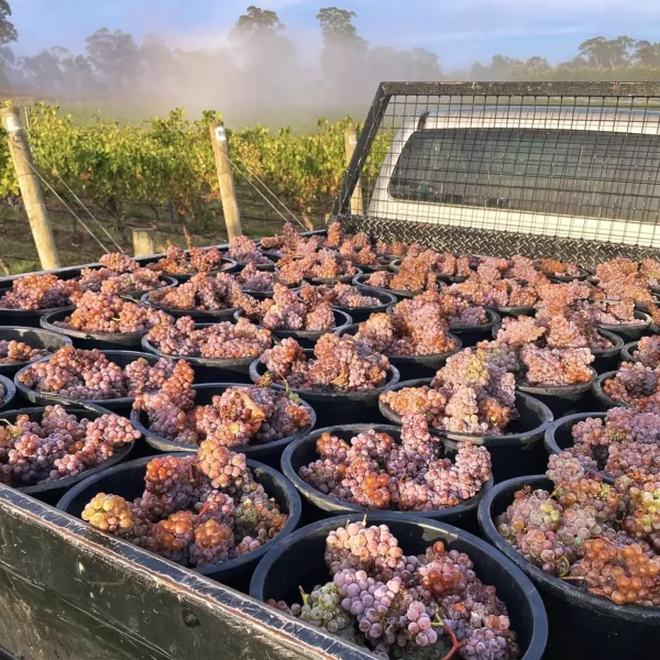 melbourne wine tour