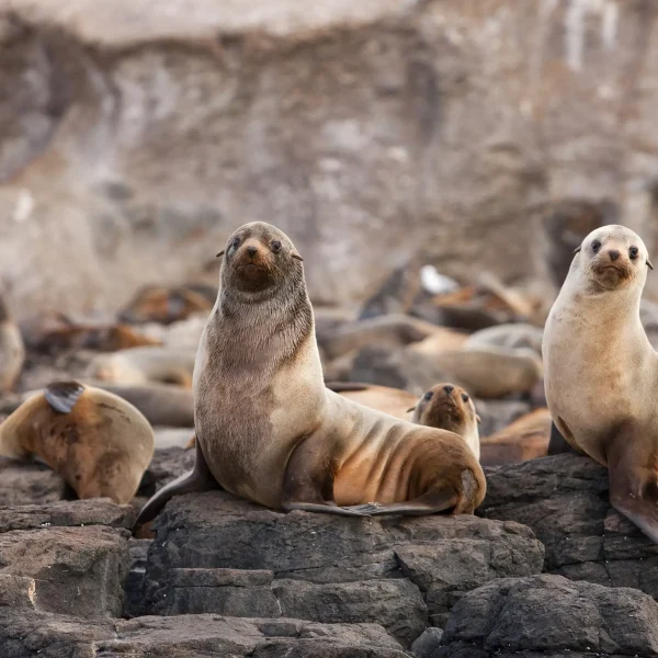 penguin tour melbourne