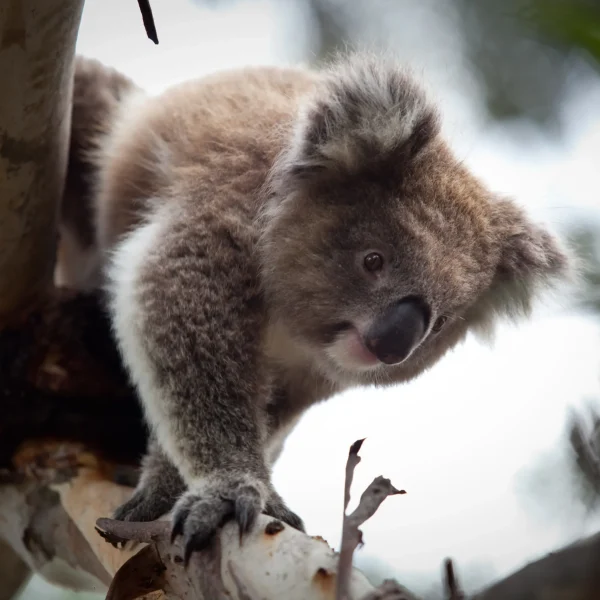 phillip island day tour package