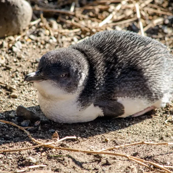 phillip island day trip from melbourne