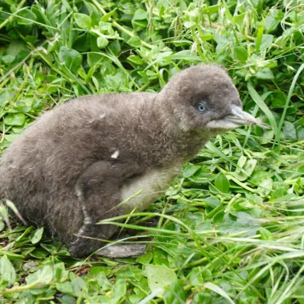 phillip island day trip