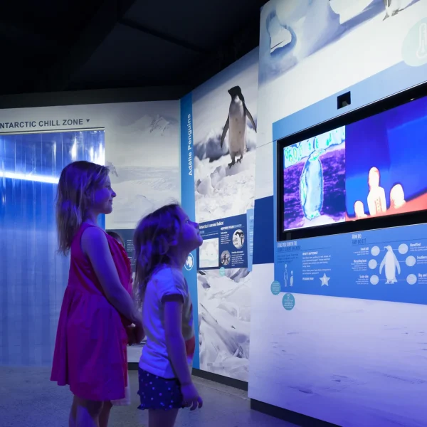 phillip island little penguins parade evening tour