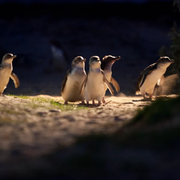 phillip island one day tour