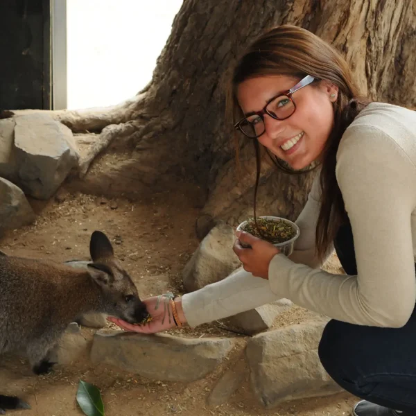 phillip island penguin parade