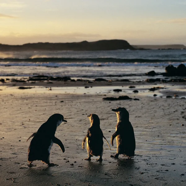 phillip island penguin tour