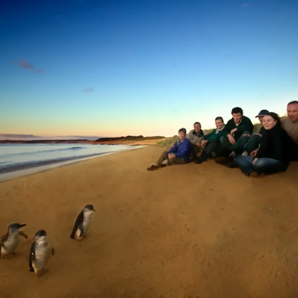 phillip island penguins tours from melbourne