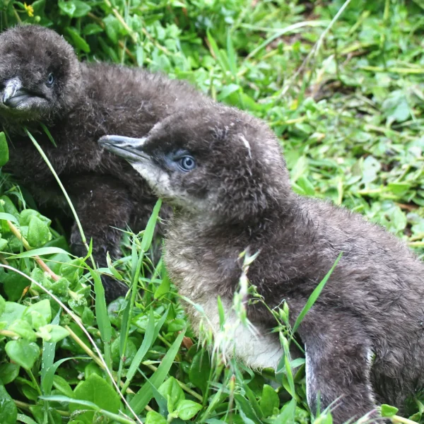 phillip island tour package