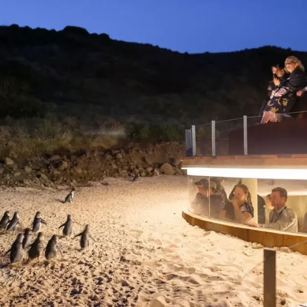 phillip island tours