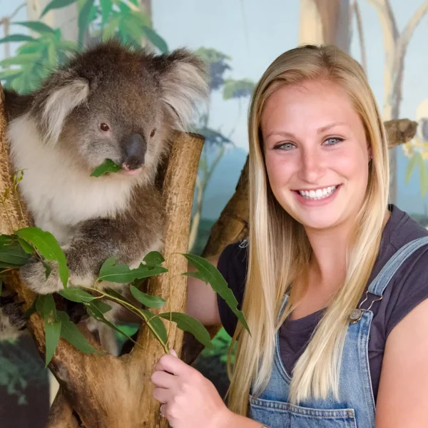 phillips island penguin tour