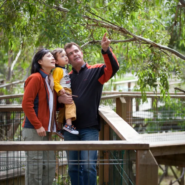 phillips island tour