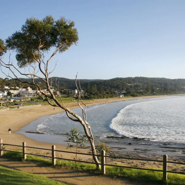 the great ocean road tours